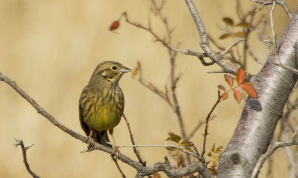 Yellowhammer